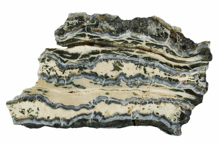 Mammoth Molar Slice With Case - South Carolina #349971